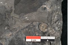 Foto (Detailansicht) von Taeniopteris vittata Brongniart (NHMW-GEO-2024-0188-10489)